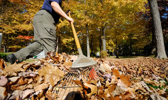 Fall Clean Up Example with Man Raking Leaves