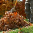 Calgary Fall Clean Up