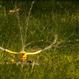 Calgary Lawn Watering Tips