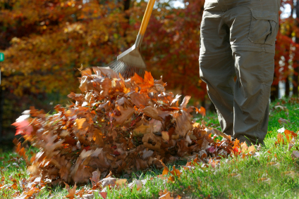 Fall Clean Up Example with Man Raking Leaves