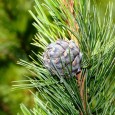 pinecone