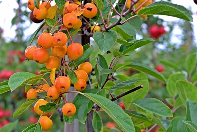 prune fruit trees
