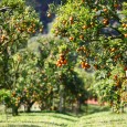 fruit trees