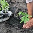 gardening tips