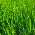 lawn care