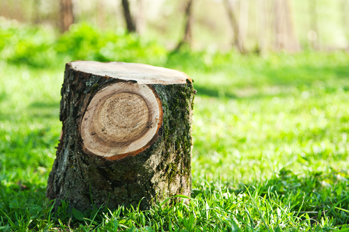 Removing Tree Stumps - Five Star Landscaping - Tree Stump Removal Calgary