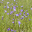 Common “Wildflower” Weeds that Pop up in Your Yard - Five Star Landscaping - Yard Weeds Experts Calgary