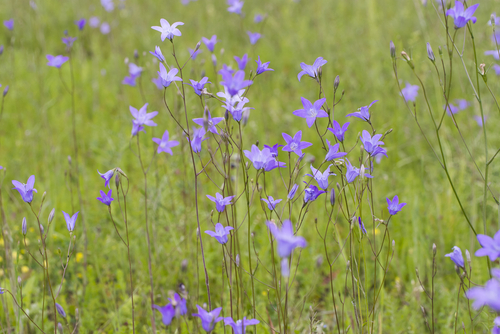 Common “Wildflower” Weeds that Pop up in Your Yard - Five Star Landscaping - Yard Weeds Experts Calgary
