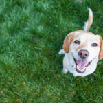Keeping your Pets Safe and Lawn Healthy this Summer - Fivestar Landscaping - Landscaping Experts Calgary