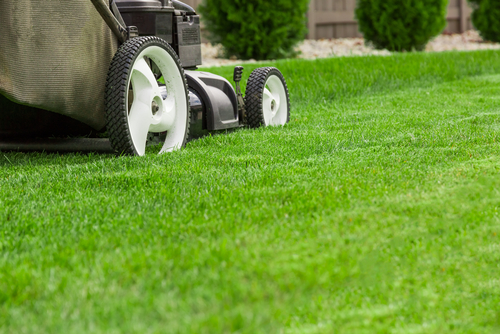 Common Calgary Lawn Problems - Five Star Landscaping - Calgary Lawn Experts