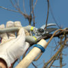 When to Prune Trees in Alberta - Five Star Landscaping - Landscaping Experts Calgary