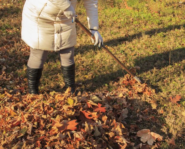 Have You Scheduled a Fall Clean Up? - Five Star Landscaping - Lawn Maintenance Calgary - Featured Image